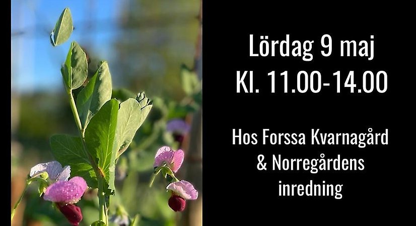 växtloppis